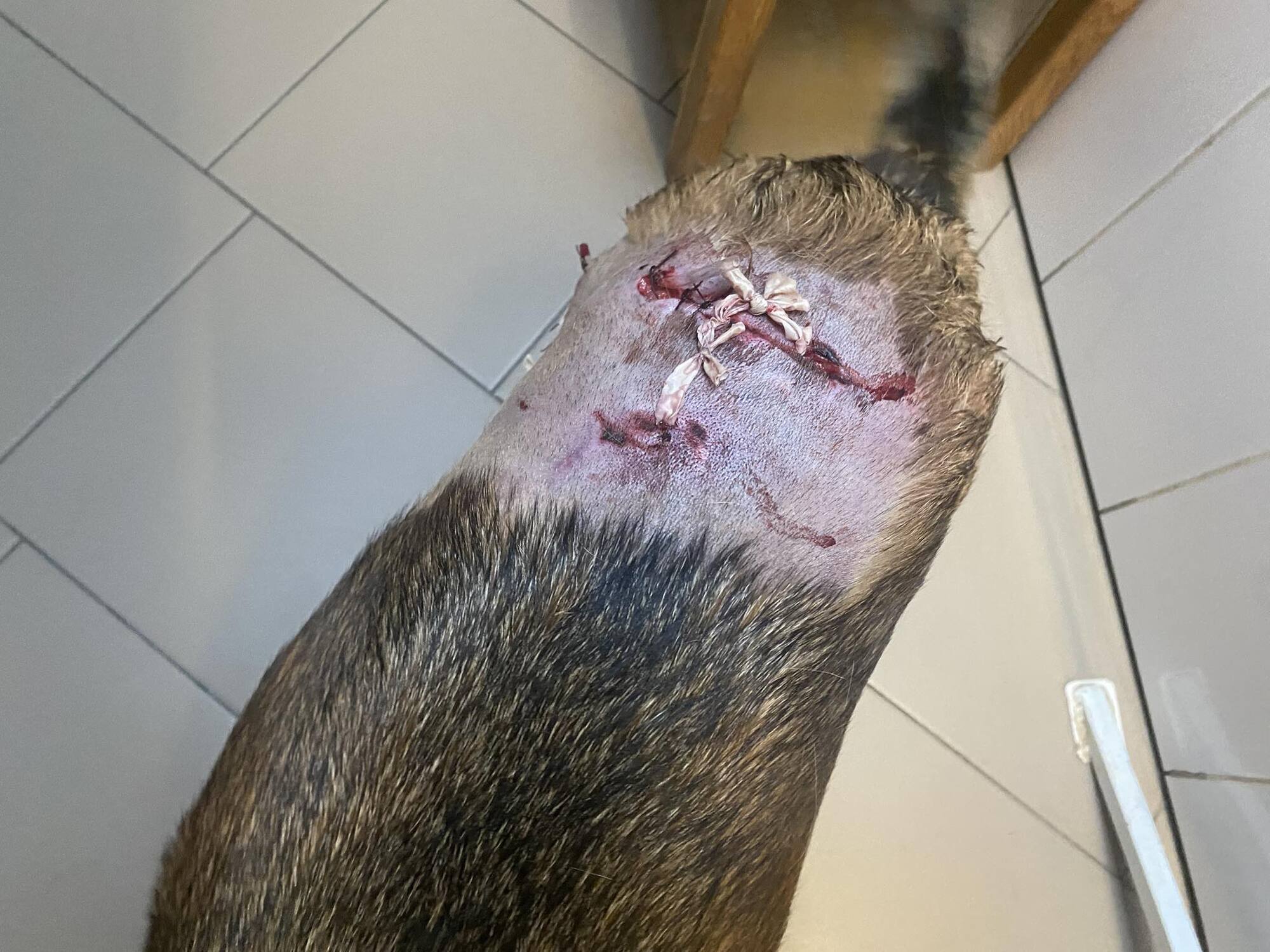 Наслідки нападу алабая на Кітті