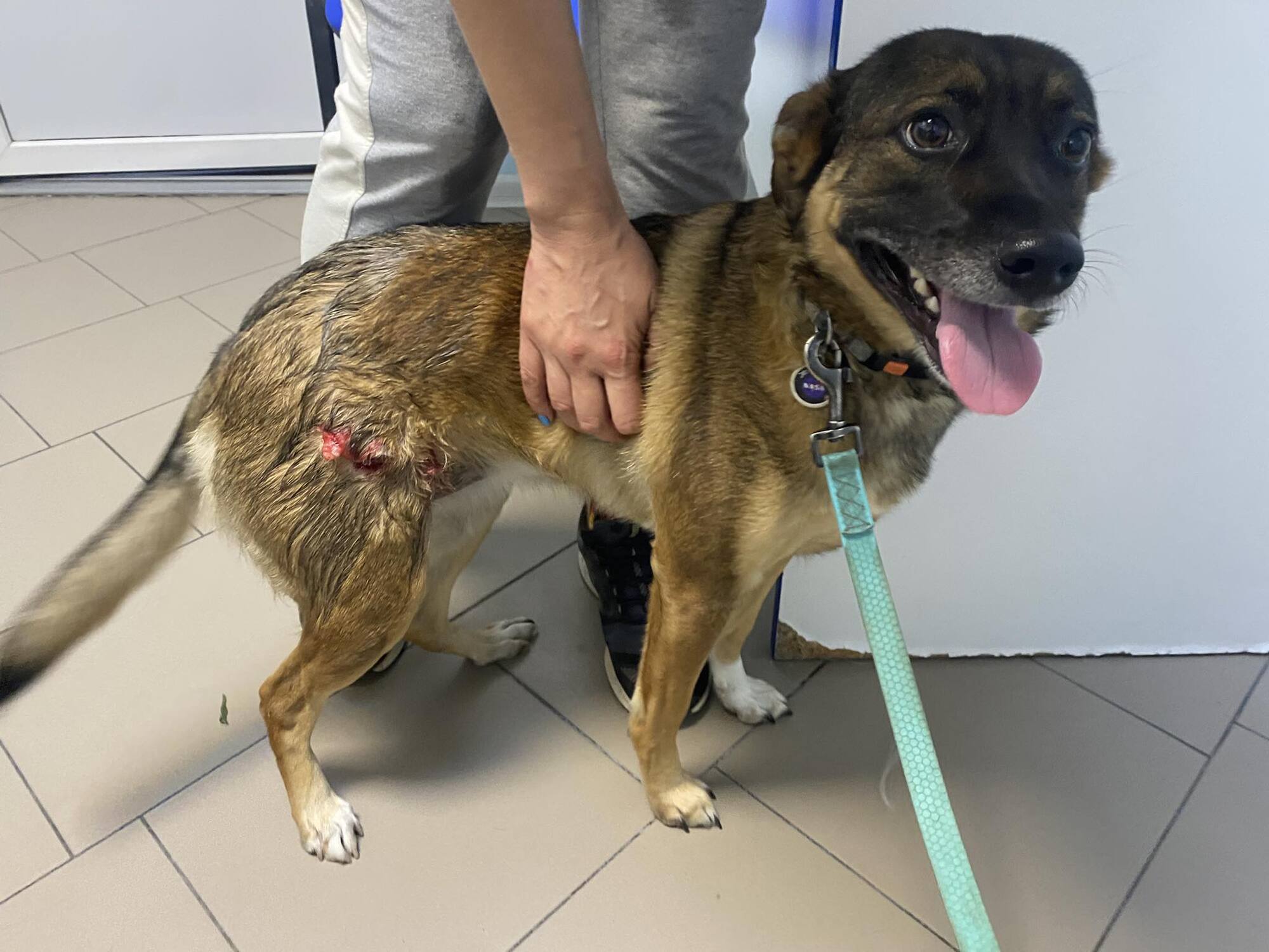 На Київщині алабай співвласника "Студія "Квартал 95" порвав домашнього песика. Подробиці та фото