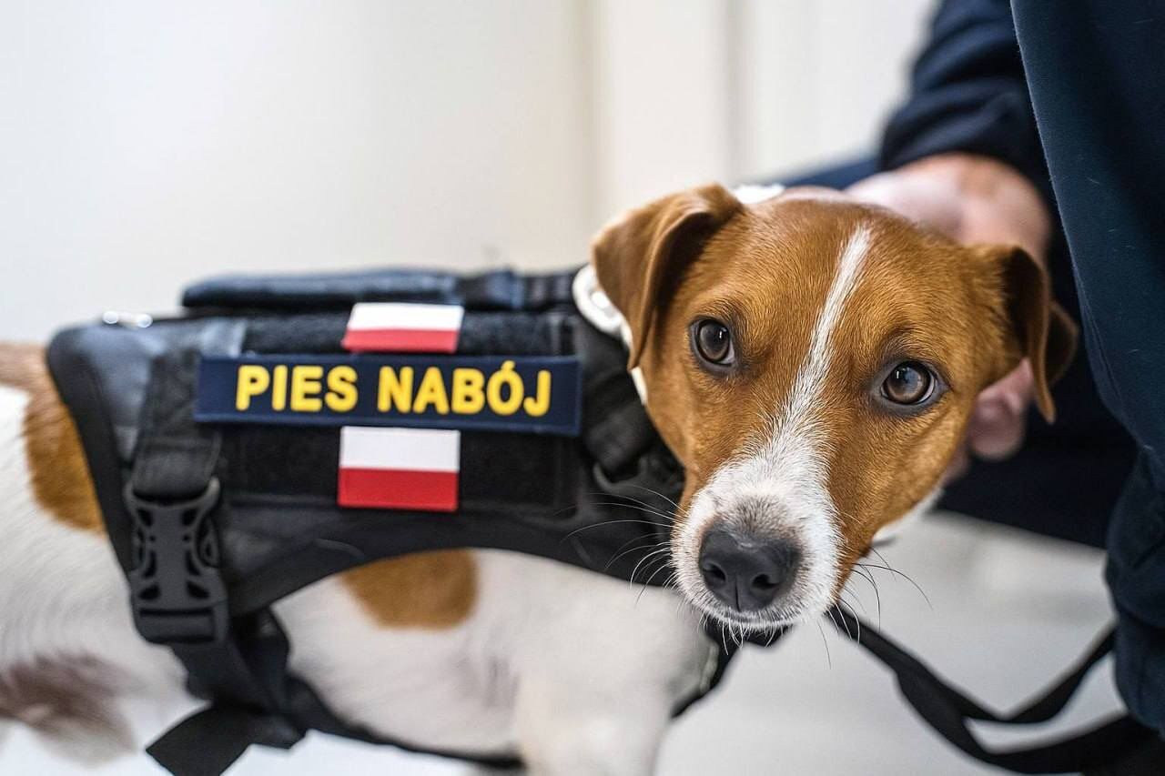 "Вривайся в третю світову": мережа вибухнула мемами через вторгнення дронів РФ у Польщу