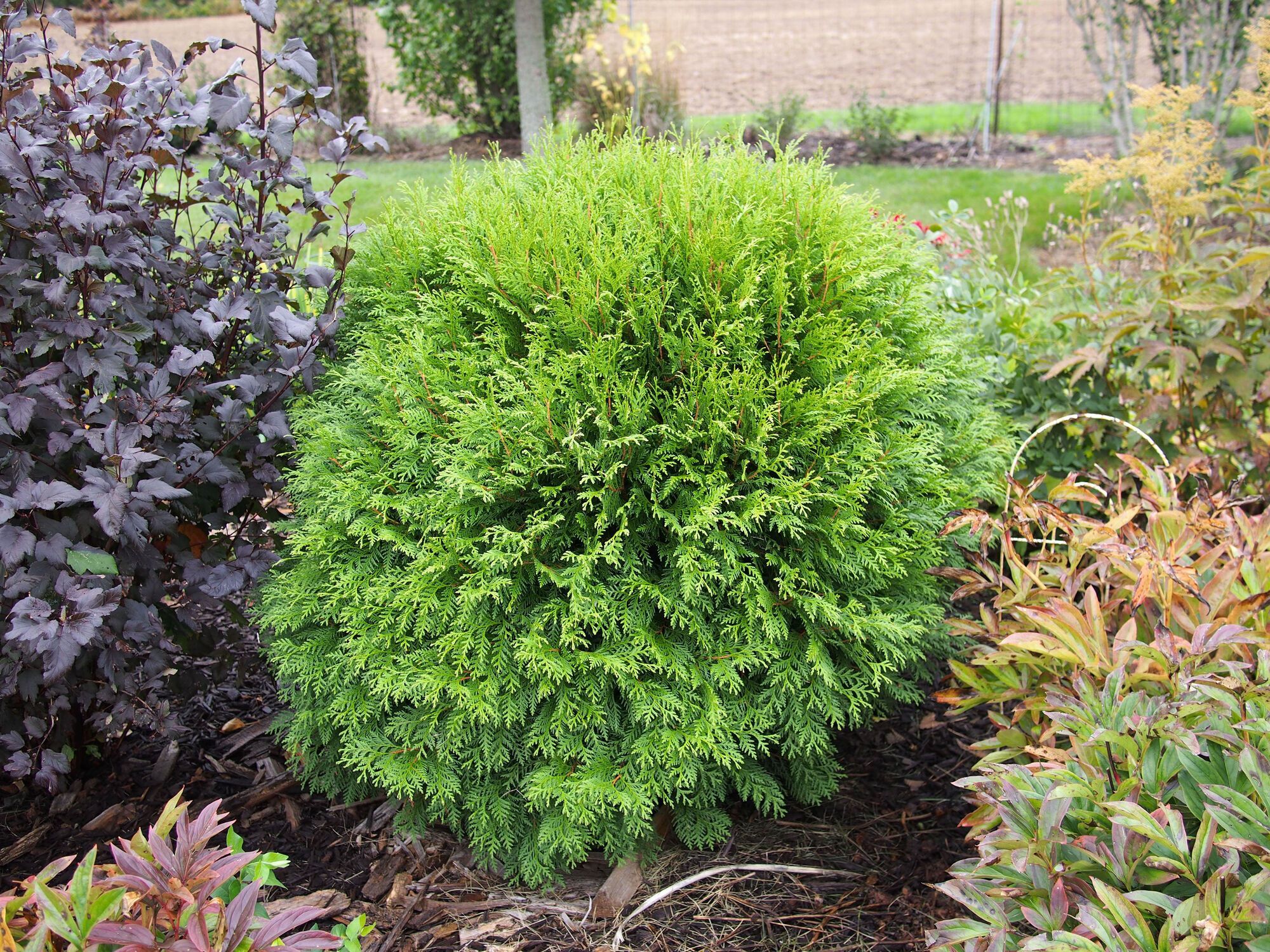 Можно посадить и забыть: какие растения в саду не надо обрезать