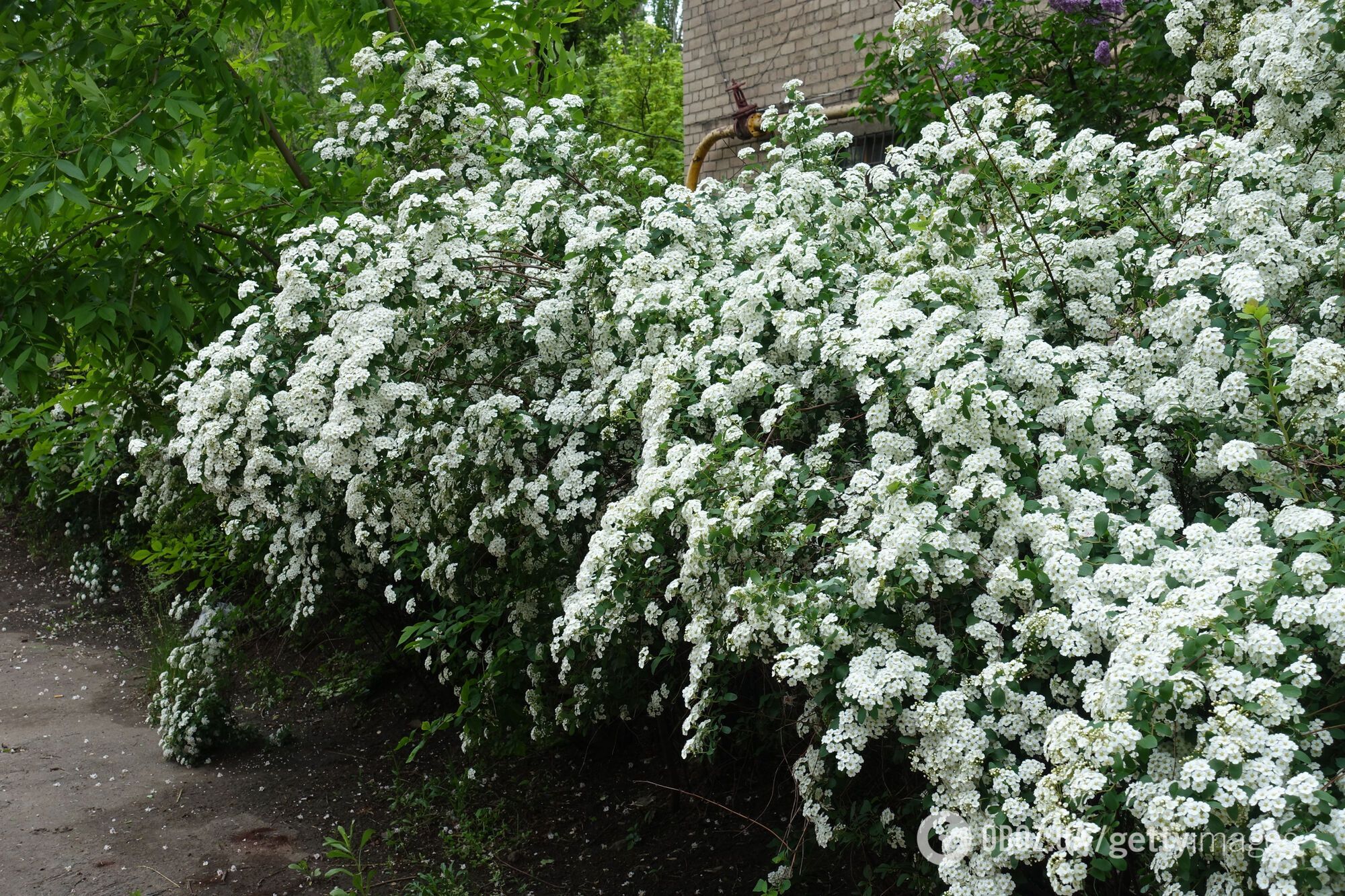 Можно посадить и забыть: какие растения в саду не надо обрезать