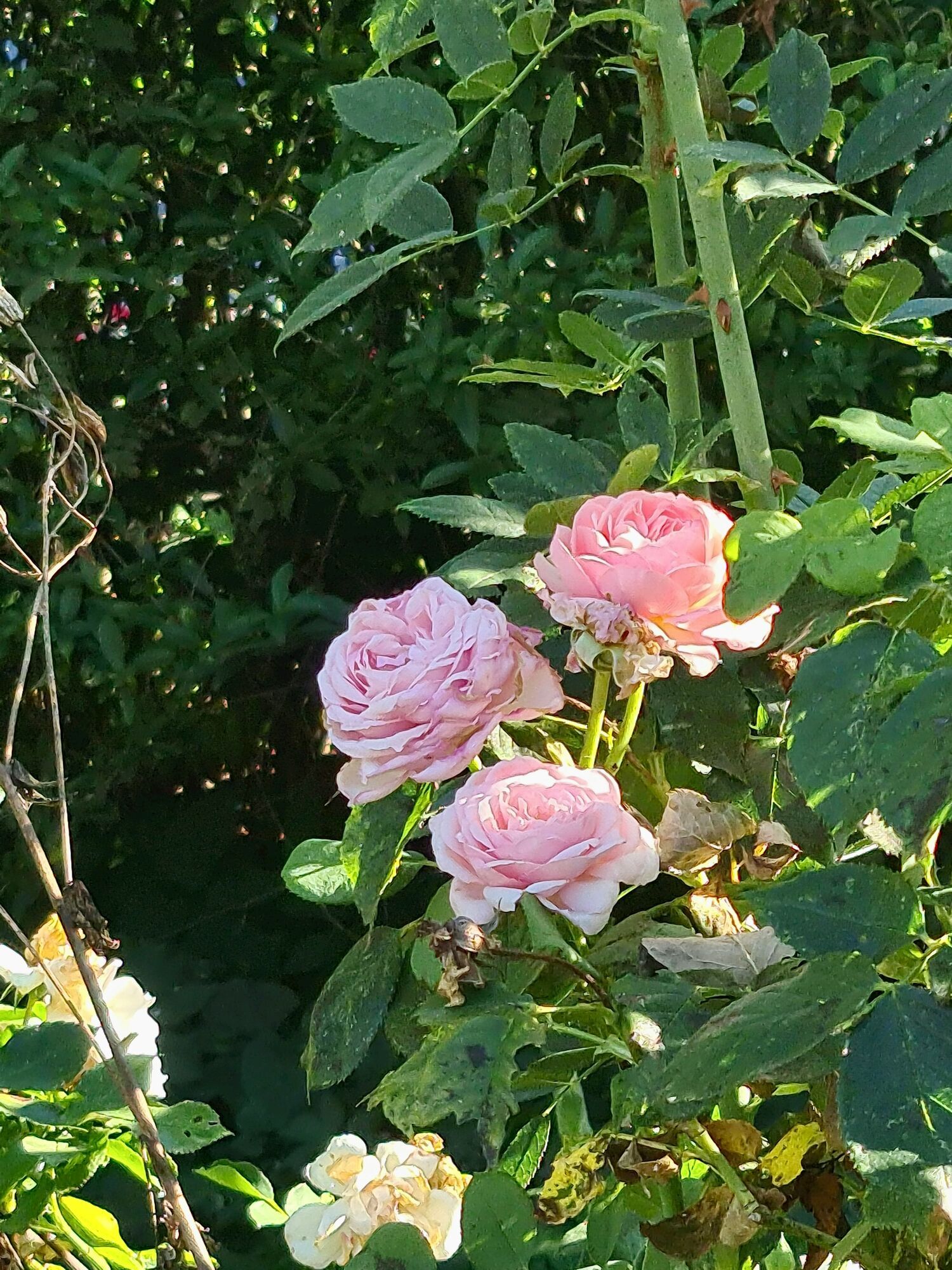 Что сделать, чтобы розы продолжали цвести осенью: простой совет