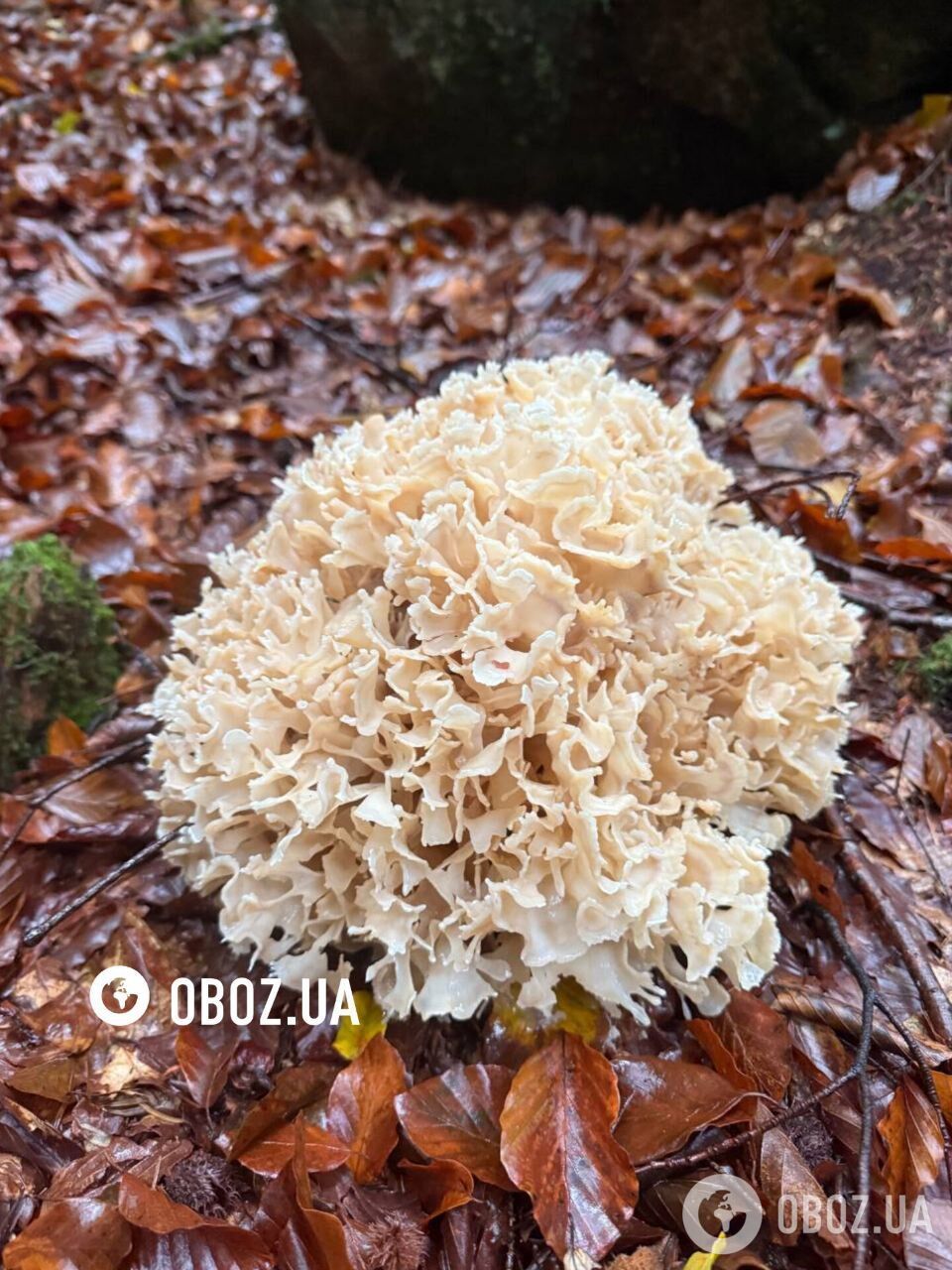 Унікальний гриб маїтаке серед опалого листя в карпатському лісі.