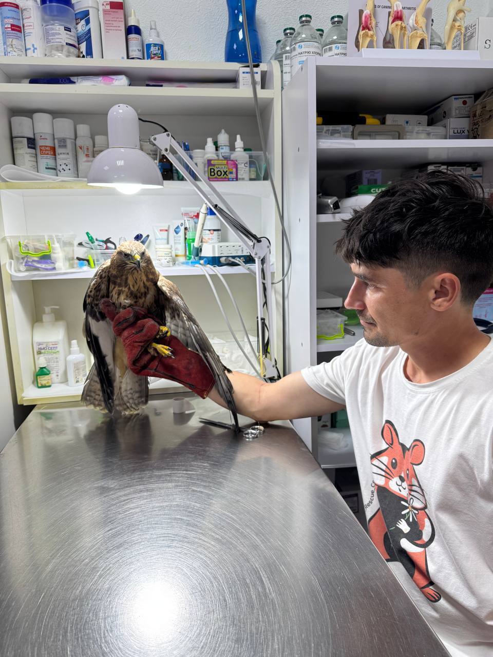 На Донбассе украинские военные спасли ястреба со сломанным крылом. Фото