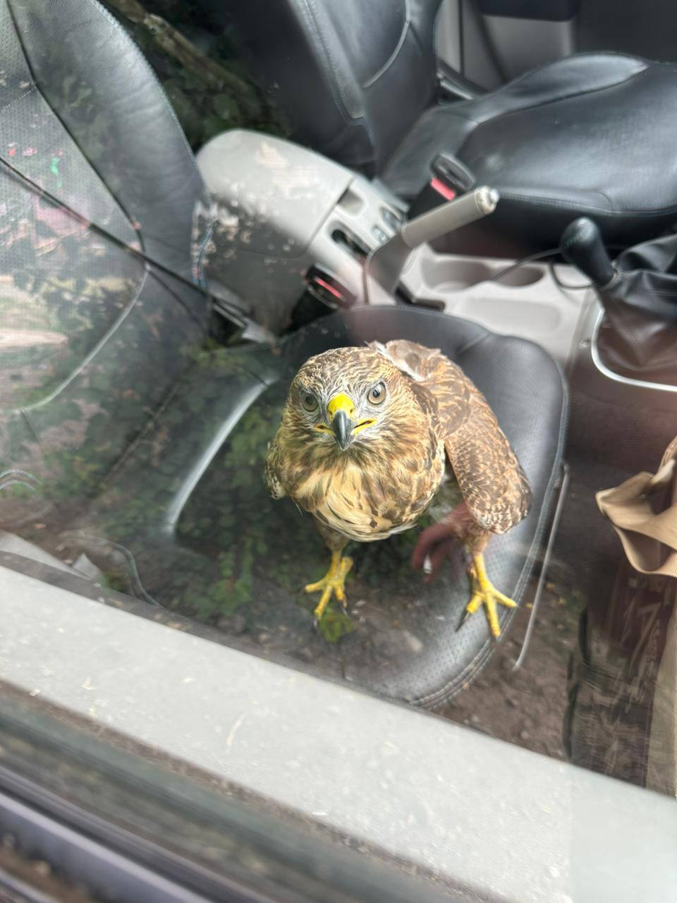 На Донбассе украинские военные спасли ястреба со сломанным крылом. Фото