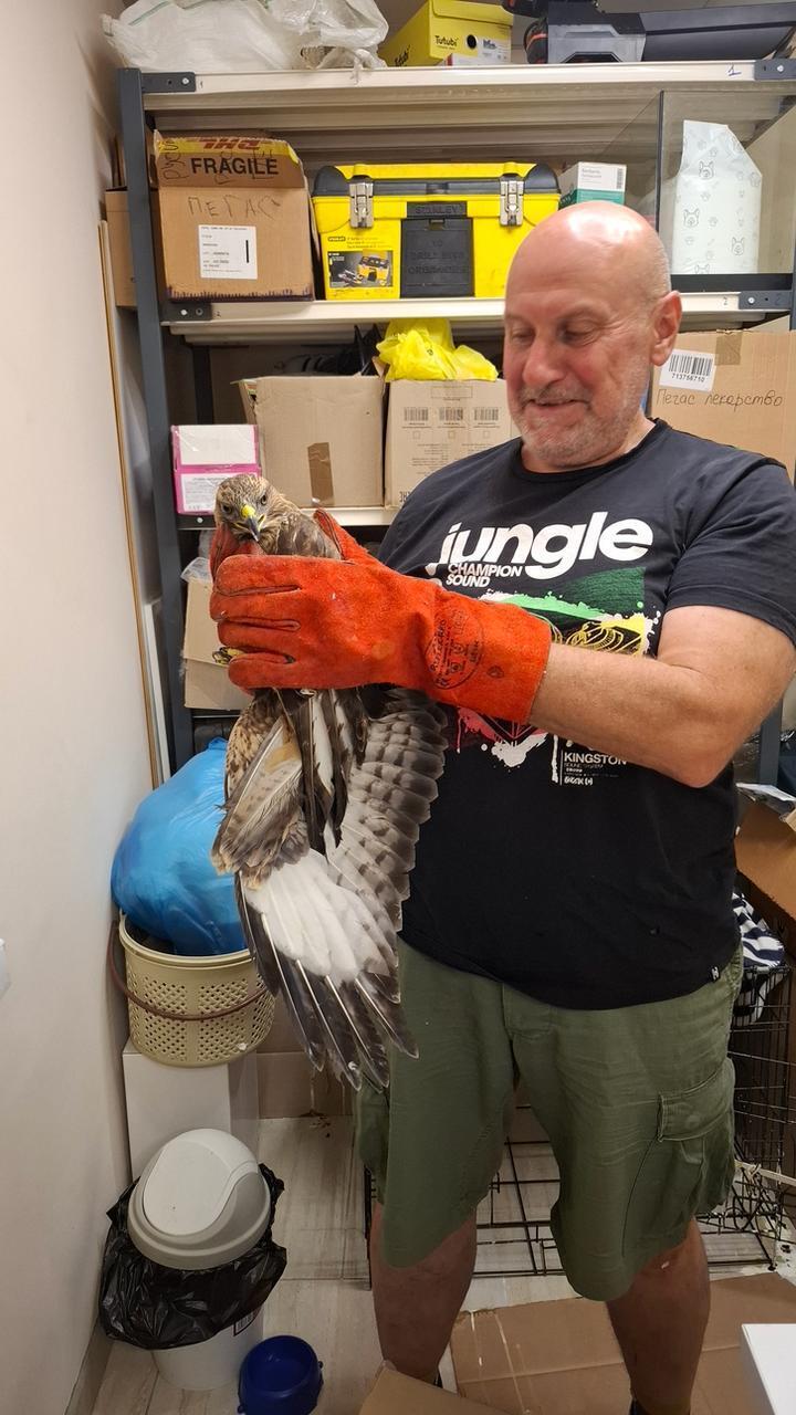 На Донбассе украинские военные спасли ястреба со сломанным крылом. Фото