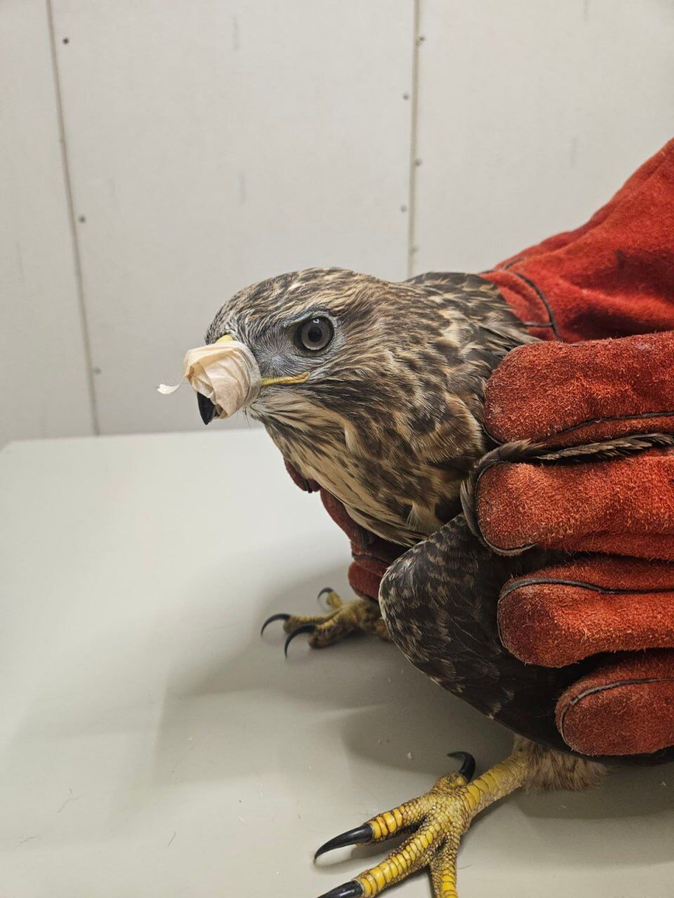 На Донбассе украинские военные спасли ястреба со сломанным крылом. Фото