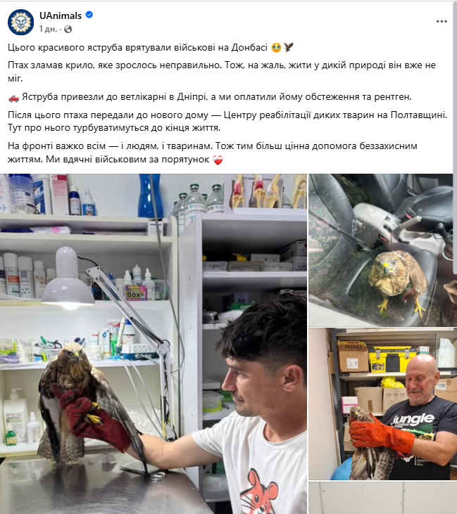 На Донбассе украинские военные спасли ястреба со сломанным крылом. Фото