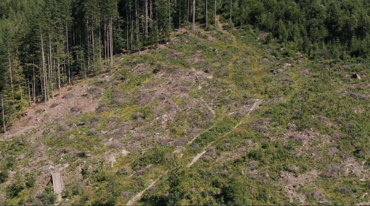 На Ивано-Франковщине правоохранители проводят масштабное расследование незаконных рубок леса