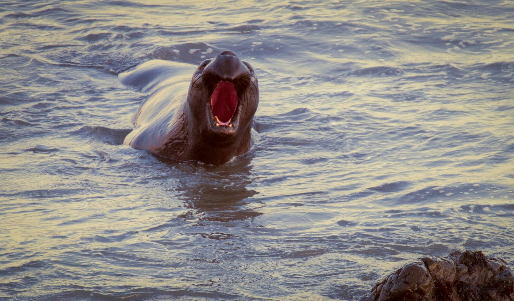 Почти 4 тонны: какой хищник самый тяжелый на Земле