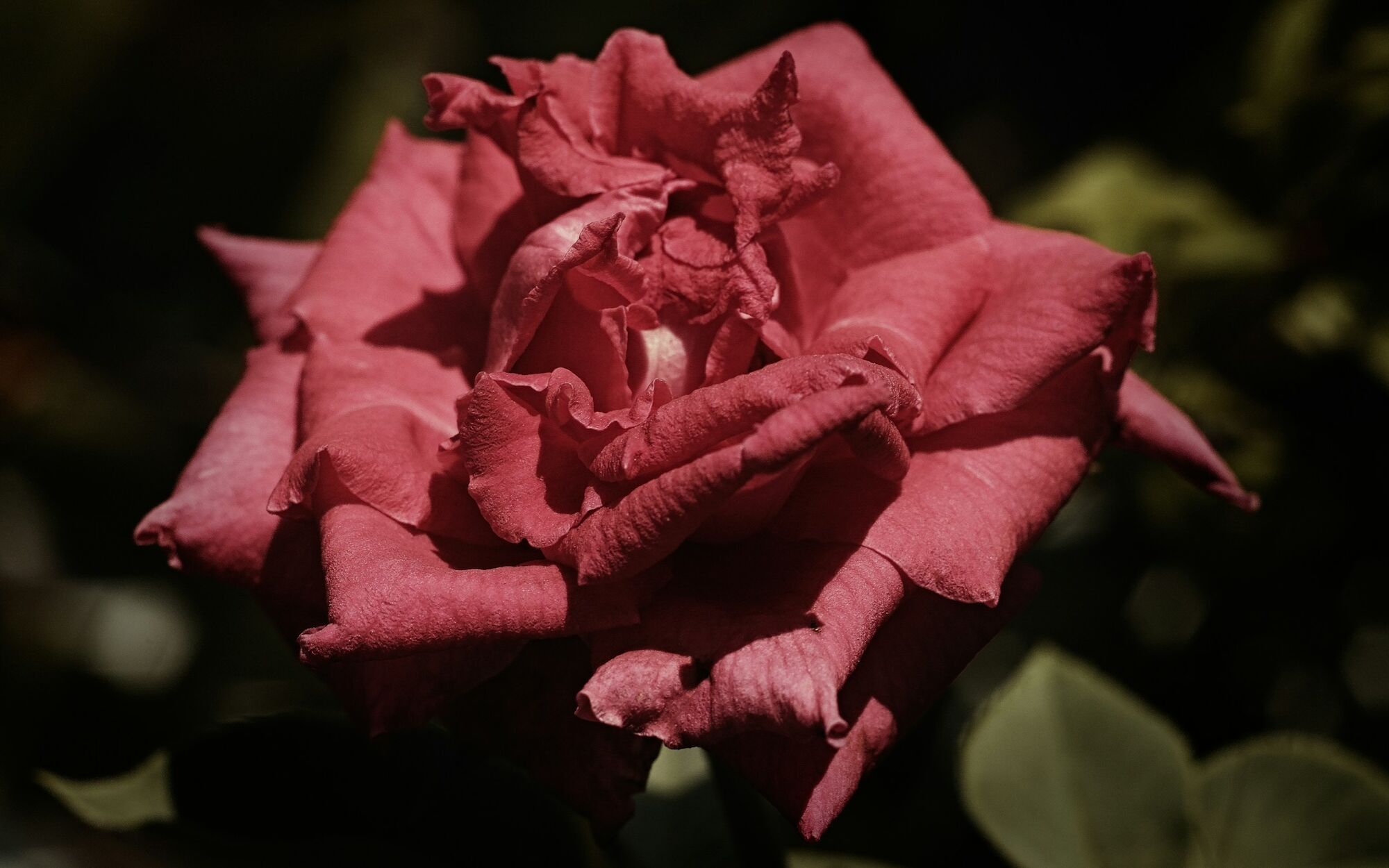 Когда надо обрезать розы на зиму: на что ориентироваться