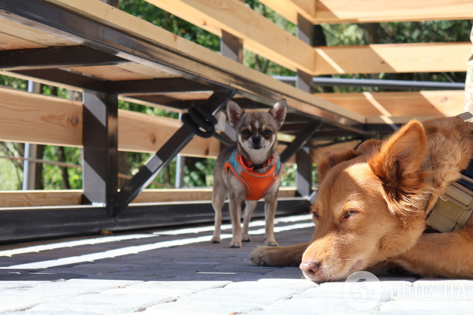 Собаки как терапевты: чем уникален новый кинологический центр Нацполиции