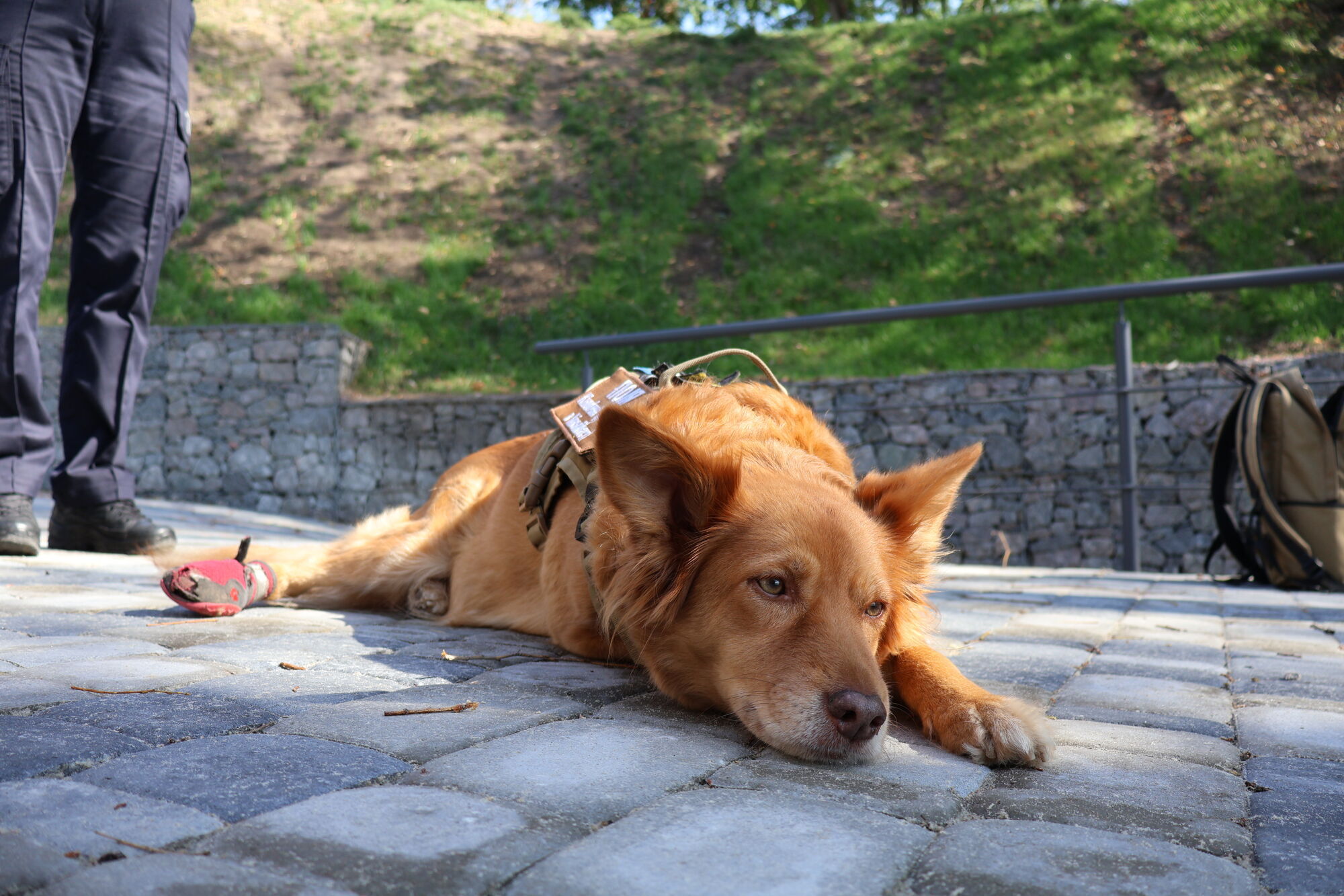 Собаки как терапевты: чем уникален новый кинологический центр Нацполиции