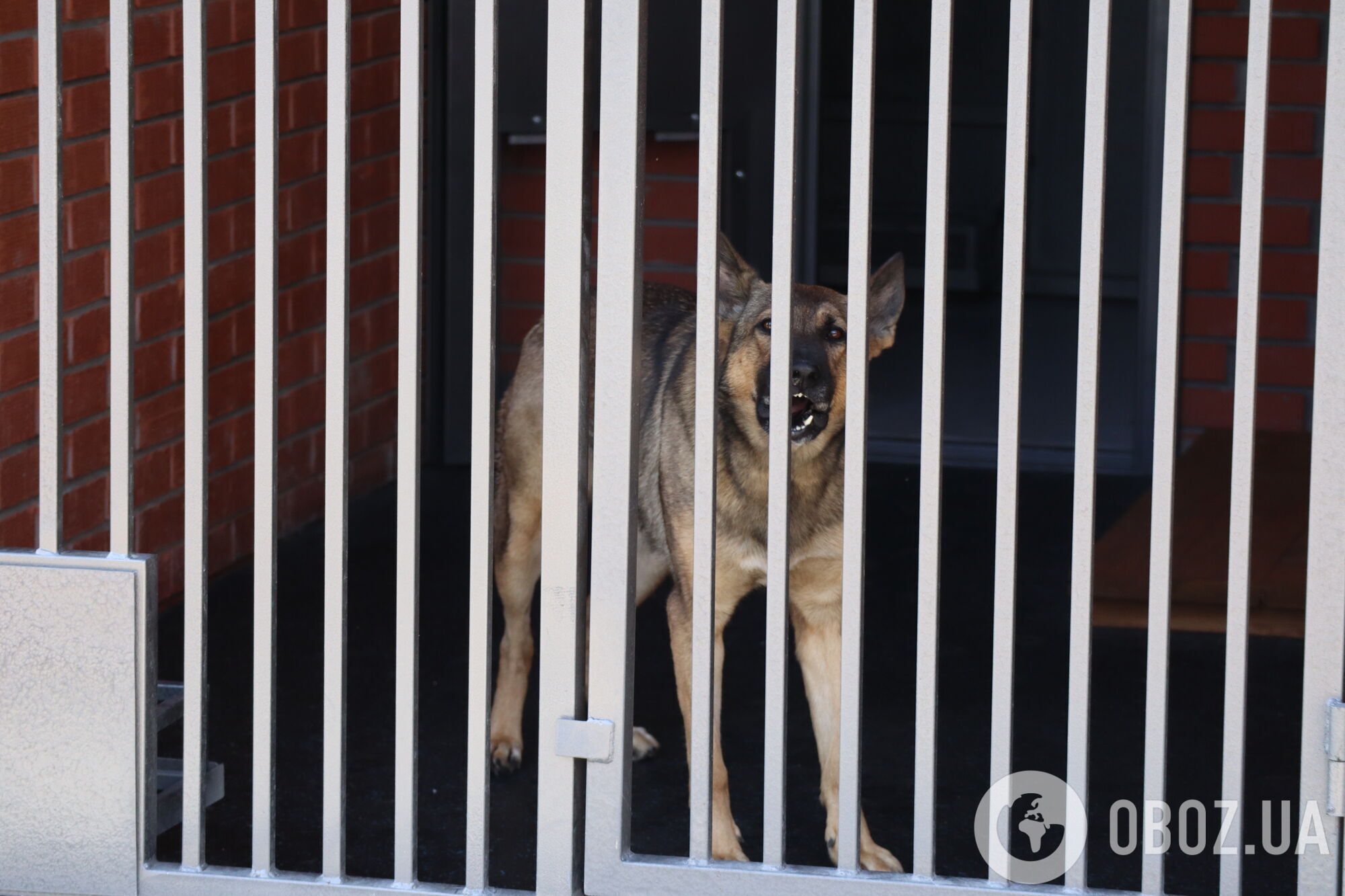 Собаки как терапевты: чем уникален новый кинологический центр Нацполиции