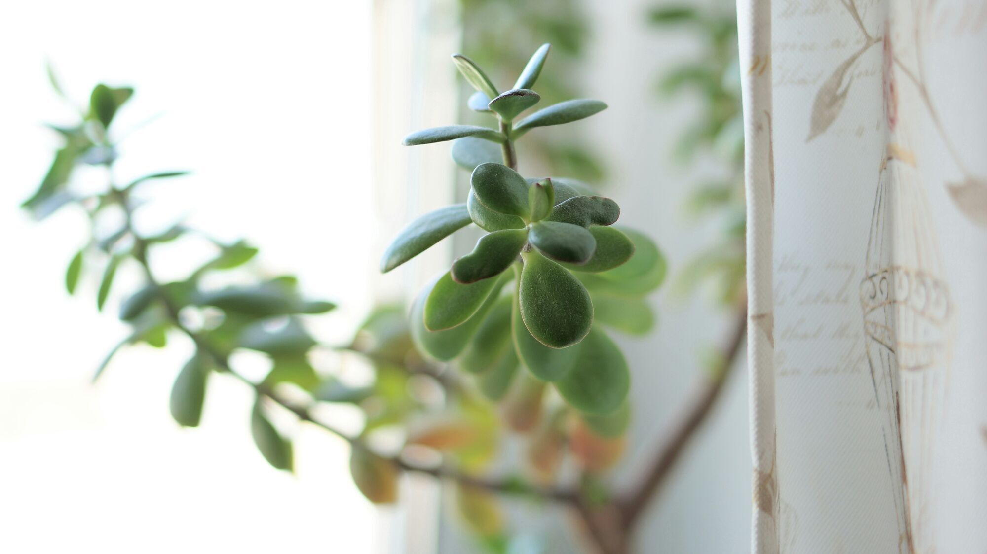 Время их расцвета: какие комнатные растения размножают осенью