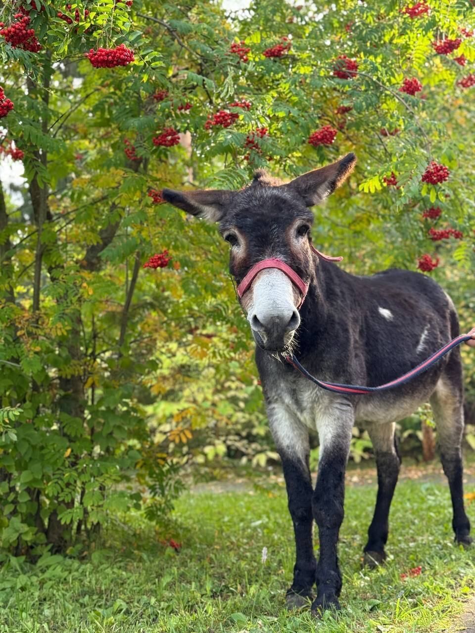 В России похвастались "демобилизацией" осла, но умолчали о жестоком убийстве: в сети указали на цинизм. Фото и видео