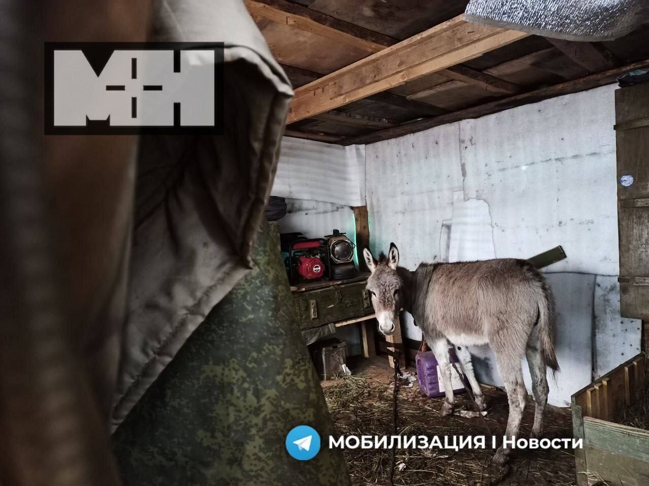 В России похвастались "демобилизацией" осла, но умолчали о жестоком убийстве: в сети указали на цинизм. Фото и видео