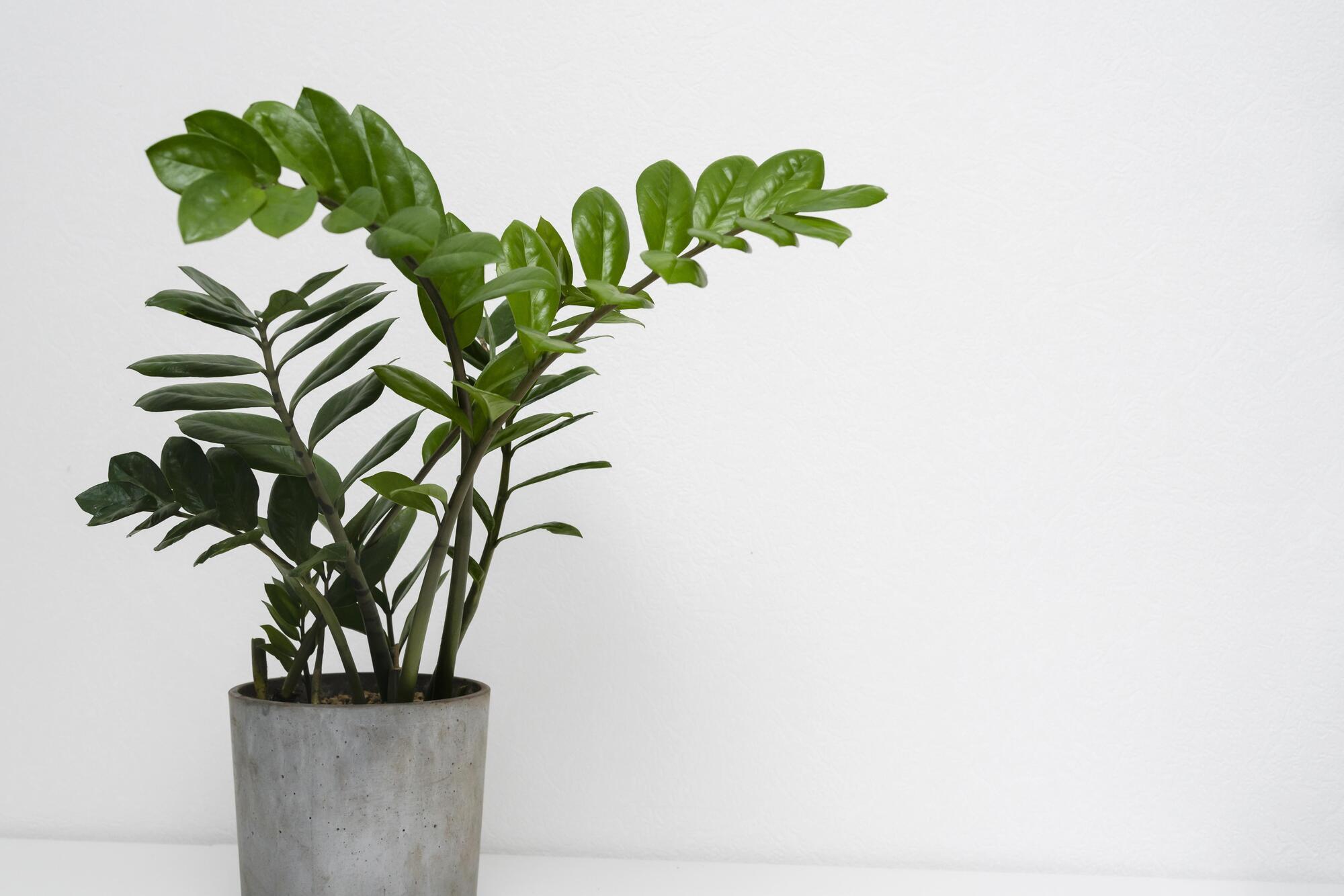 Время их расцвета: какие комнатные растения размножают осенью