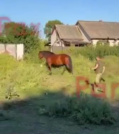 В России похвастались "демобилизацией" осла, но умолчали о жестоком убийстве: в сети указали на цинизм. Фото и видео