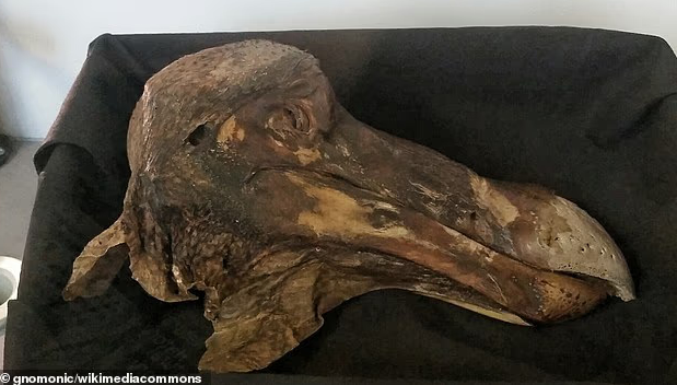 Вчені близькі до повернення винищених птахів додо: що відомо