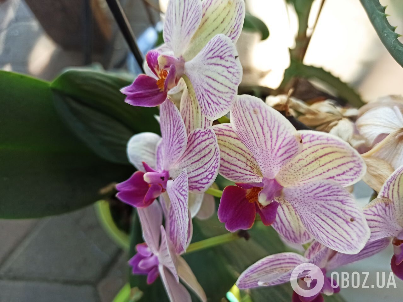 Что делать, чтобы орхидеи пышно цвели зимой: одна ошибка может все испортить
