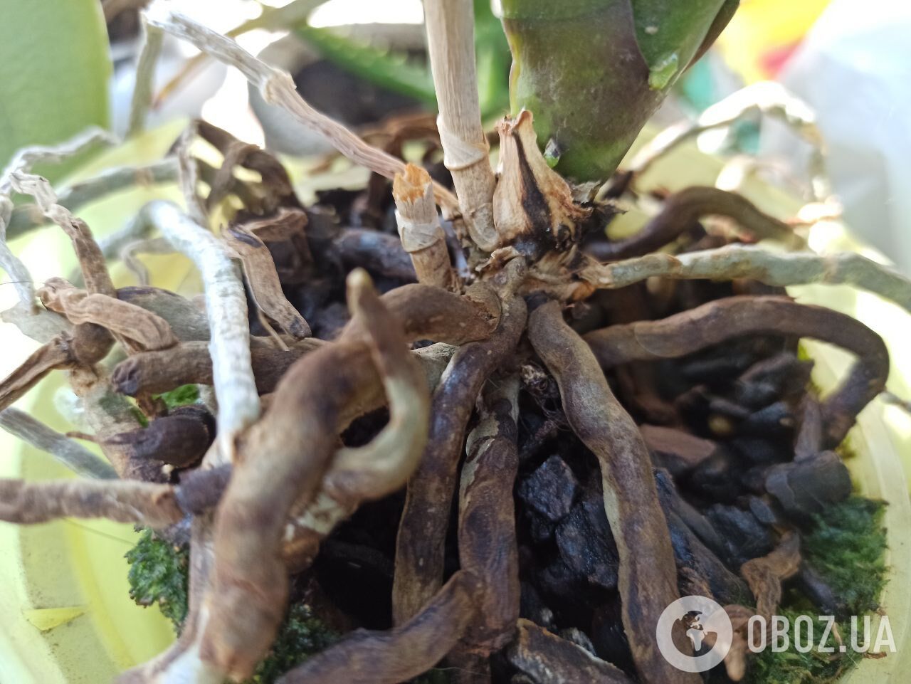 Як зробити, щоб орхідеї цвіли частіше: поради щодо догляду