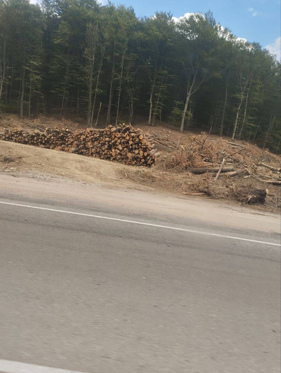 Оккупанты хотят расширить трассу Севастополь – Ялта, вырубив вдоль дороги тысячи деревьев. Фото и видео