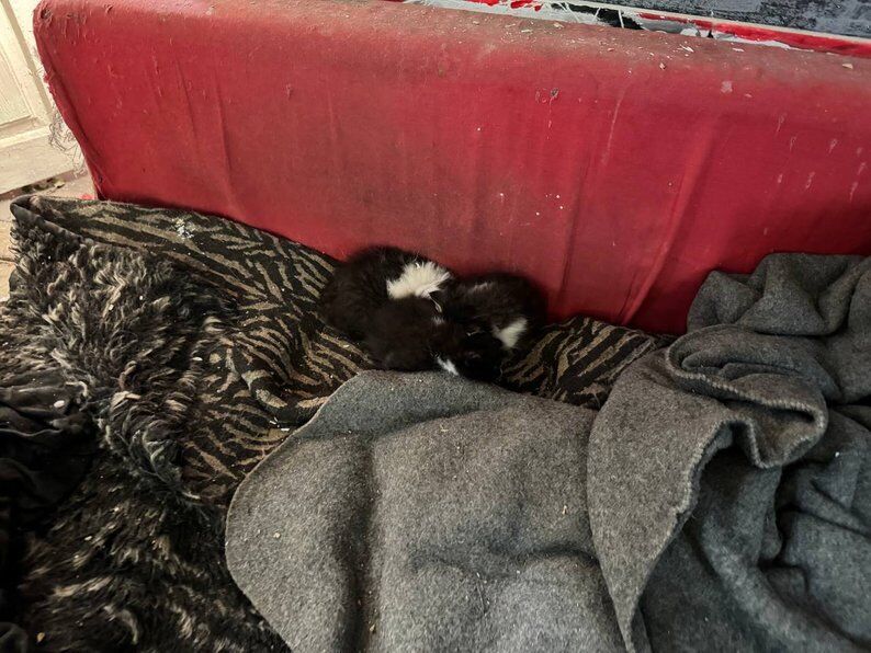 "Тільки-но вікна поставили – знову вибило": мешканка Запоріжжя, будинок якої вже вп'яте потрапив під атаку, розповіла про пережите. Фото