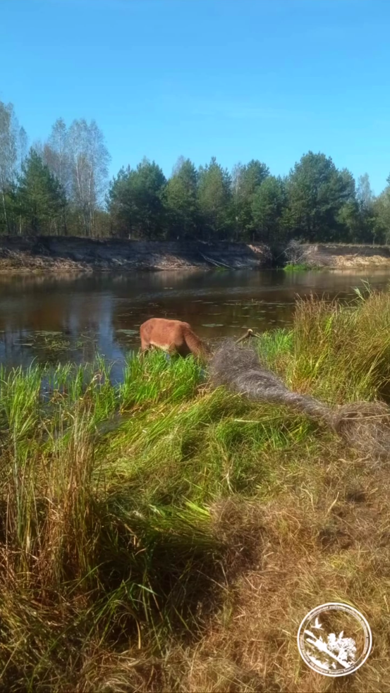 В Чернобыльской зоне спасли величественного лесного красавца из смертельной ловушки. Видео