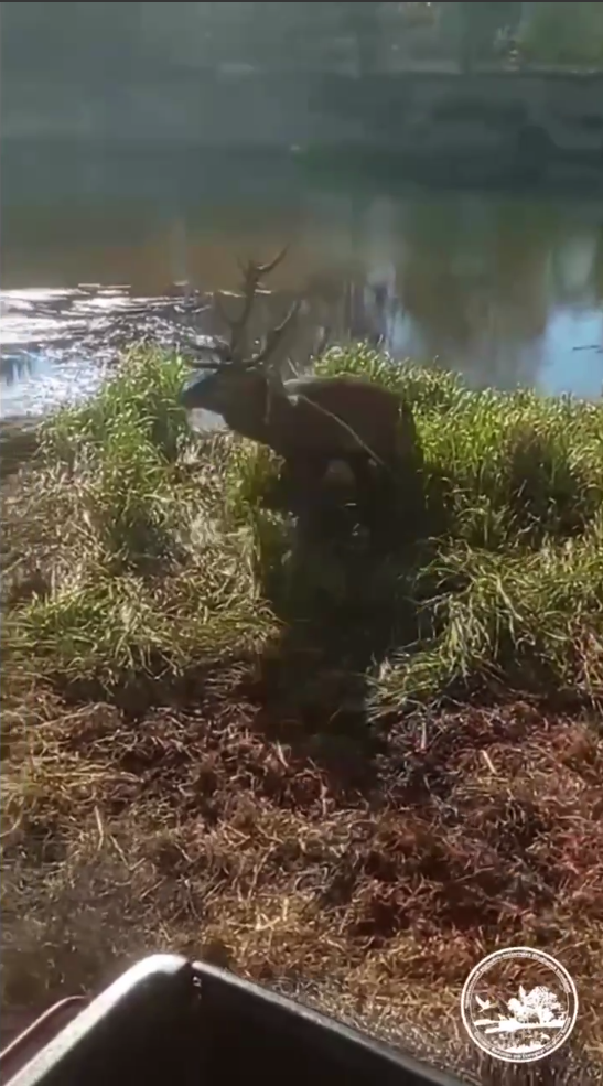 В Чернобыльской зоне спасли величественного лесного красавца из смертельной ловушки. Видео