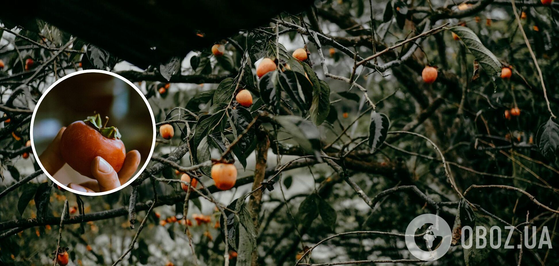 Як посадити хурму восени: чи потрібне підживлення