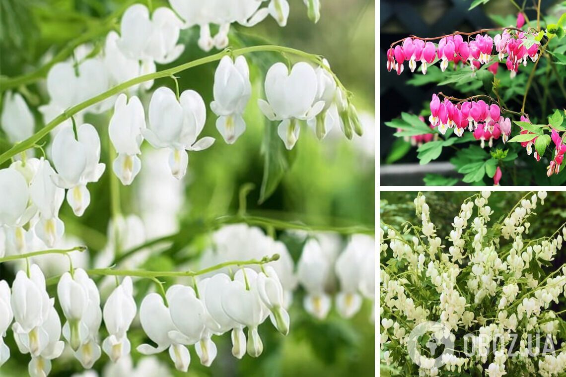 Не требуют особого ухода: какие многолетние цветы посадить в саду