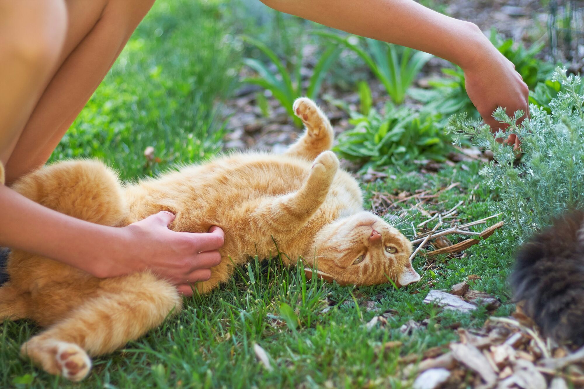 Коти викликають зміни в мозку власників: вчені сказали, як це відбувається