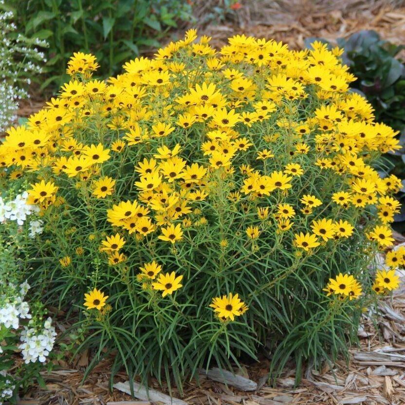 Не требуют особого ухода: какие многолетние цветы посадить в саду