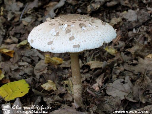На Полтавщині жінка з'їла мухомори, щоб "врівноважити психічний стан", і потрапила в реанімацію
