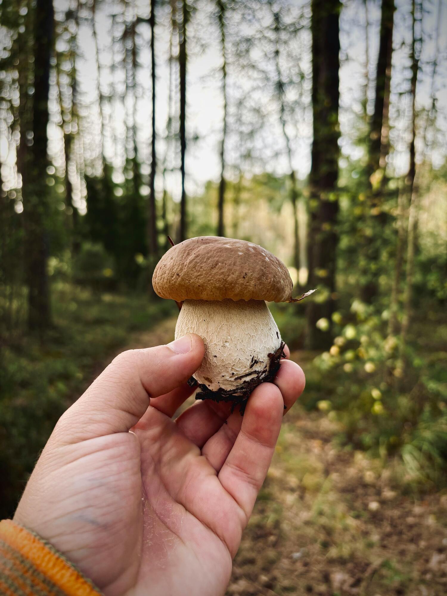 Грибной сезон: ритуалы, народные традиции и заговоры, чтобы найти щедрый урожай