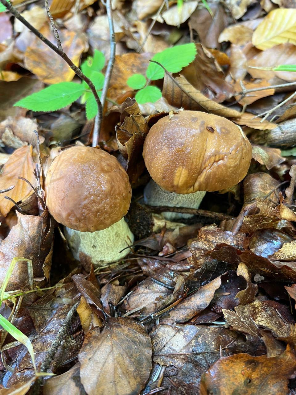 Грибной сезон: ритуалы, народные традиции и заговоры, чтобы найти щедрый урожай