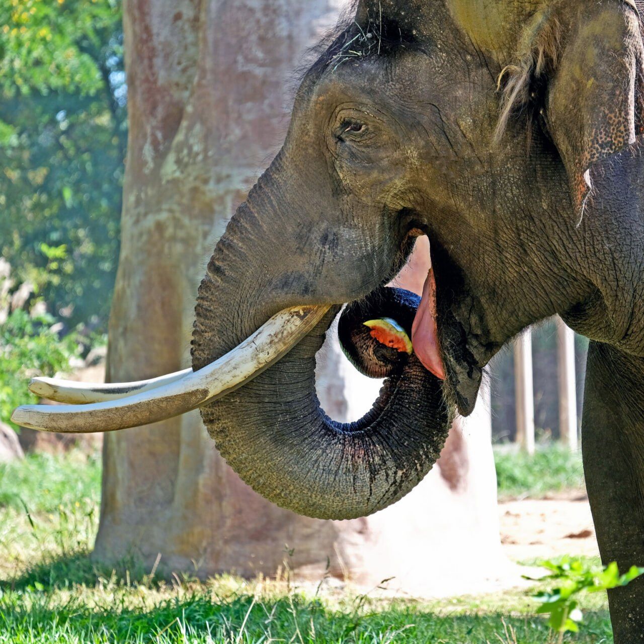 В Киевском зоопарке завершаются традиционные арбузные уикенды: кого будут угощать вкусной ягодой. Фото