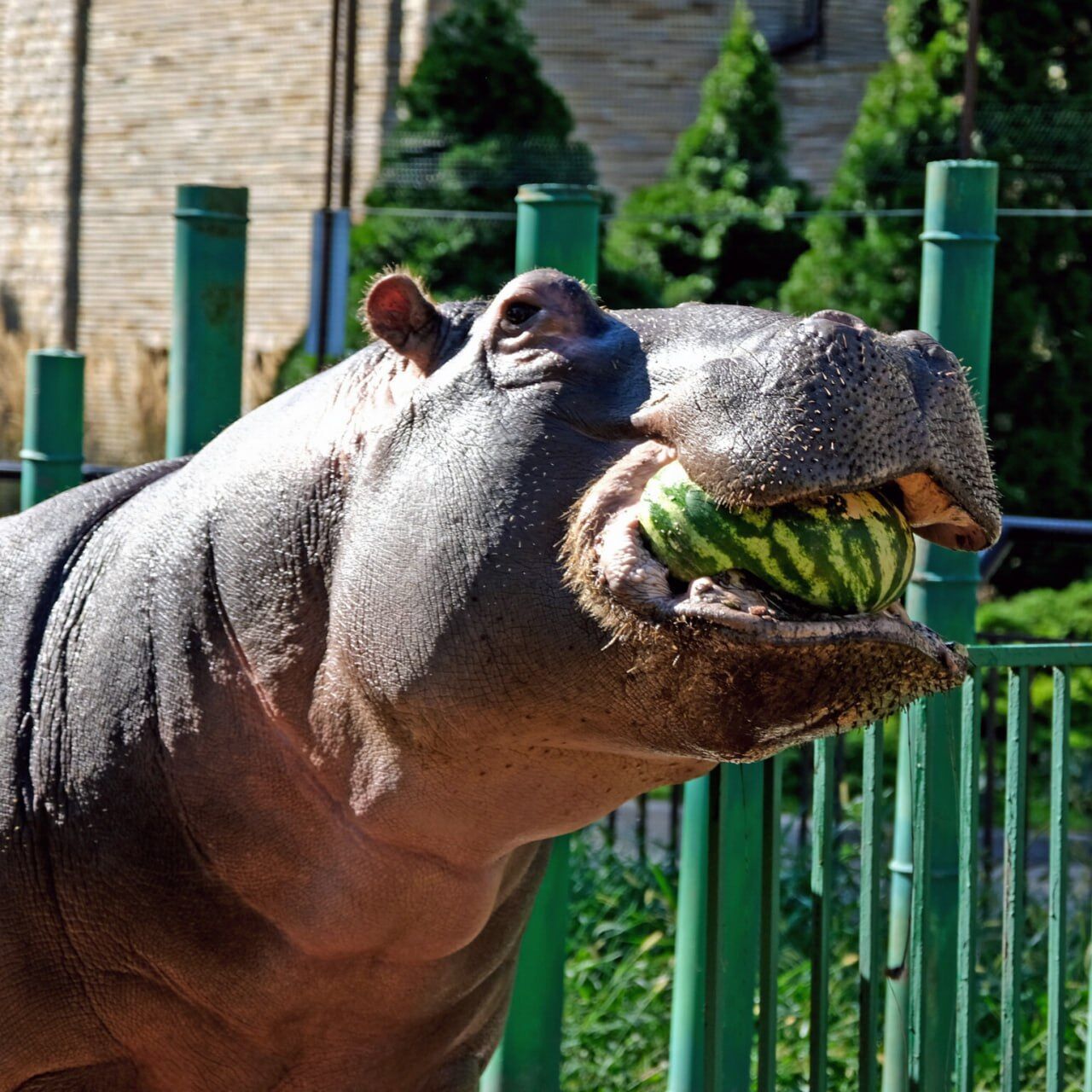 В Киевском зоопарке завершаются традиционные арбузные уикенды: кого будут угощать вкусной ягодой. Фото