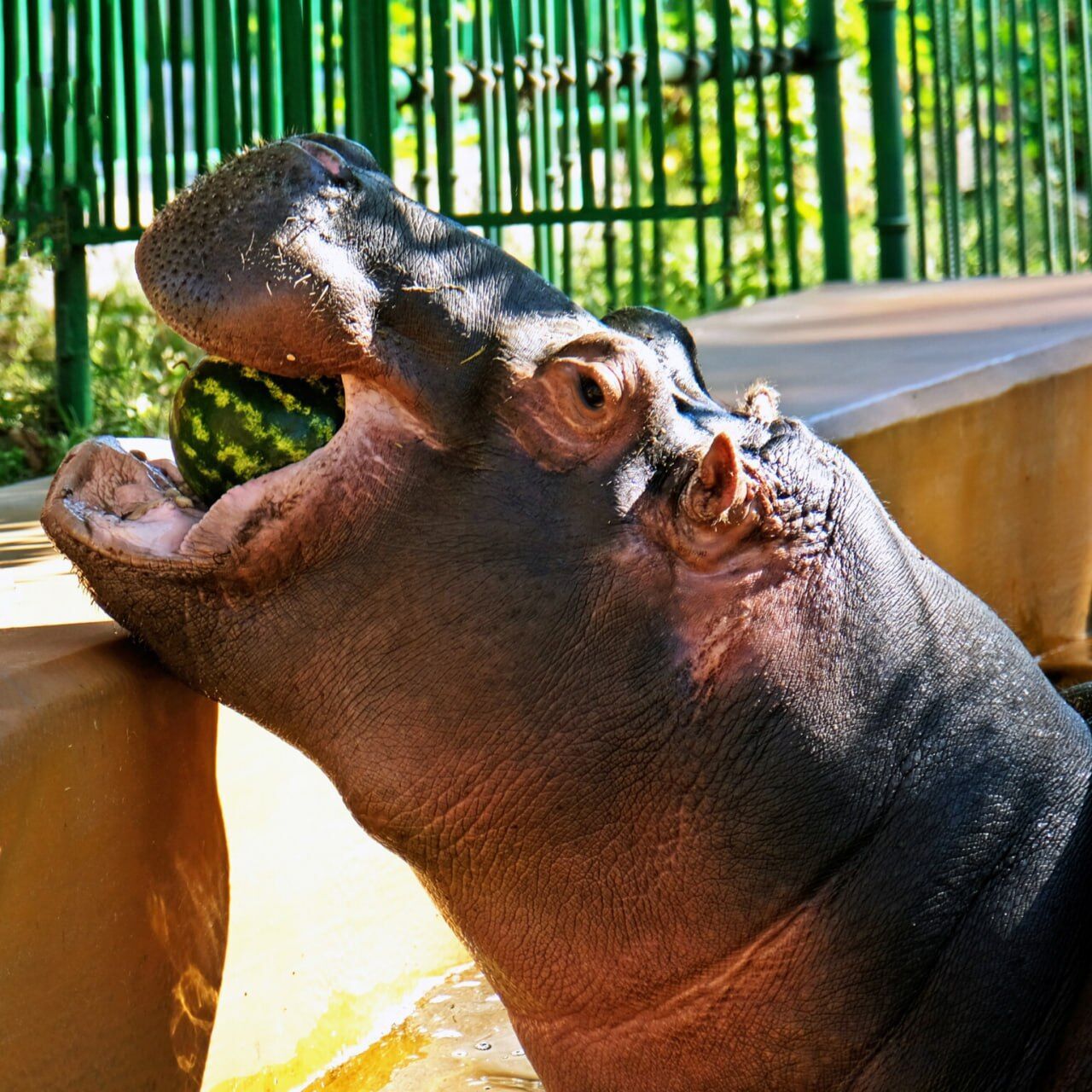 В Киевском зоопарке завершаются традиционные арбузные уикенды: кого будут угощать вкусной ягодой. Фото