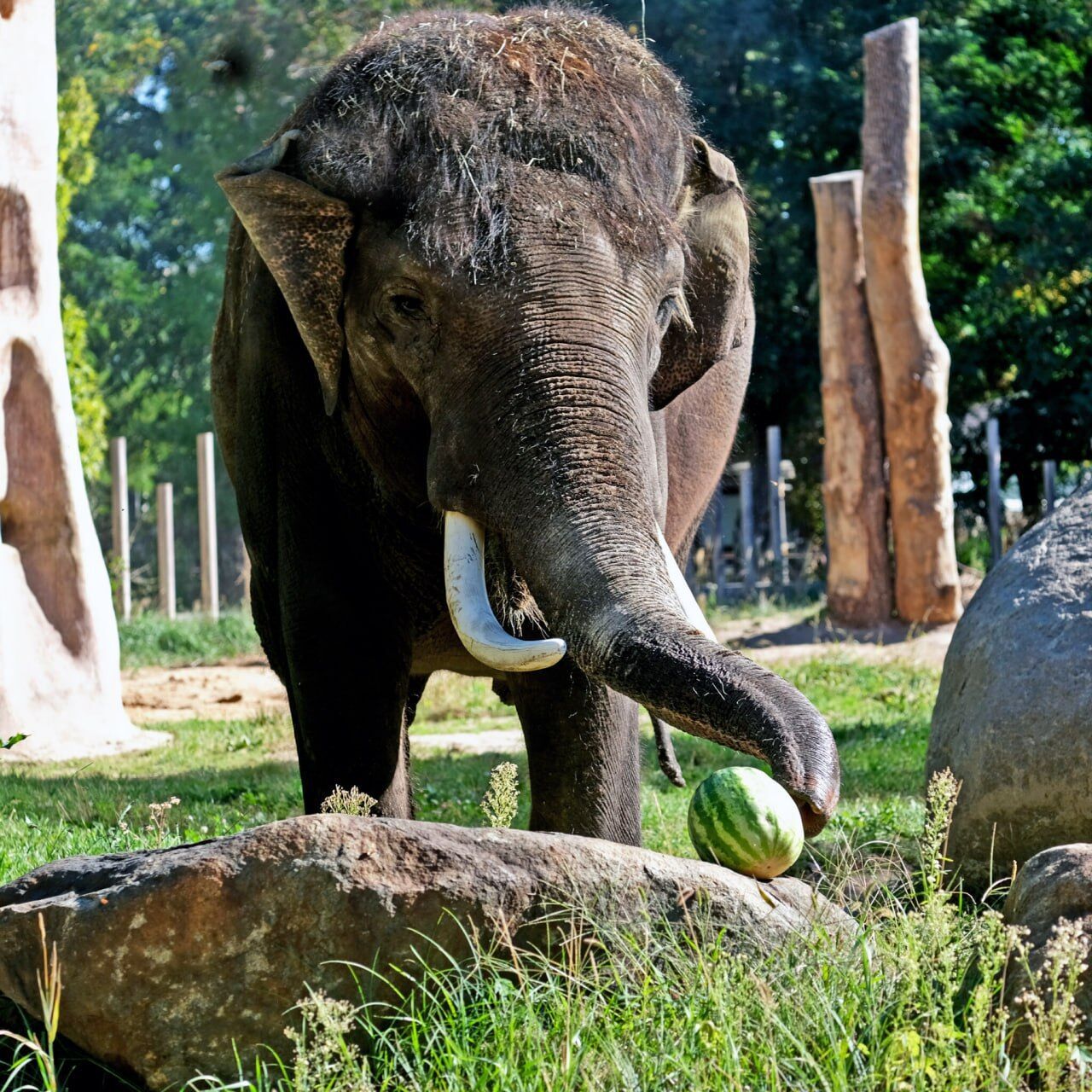 В Киевском зоопарке завершаются традиционные арбузные уикенды: кого будут угощать вкусной ягодой. Фото