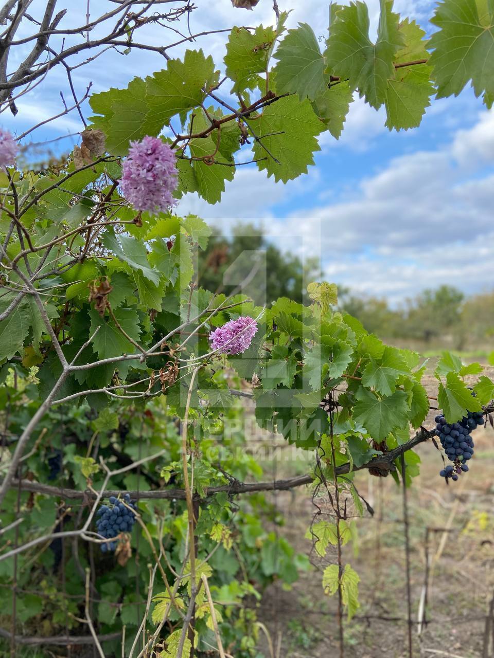 "Спутав пори року": у Кривому Розі в кінці вересня розквітнув бузок. Фото