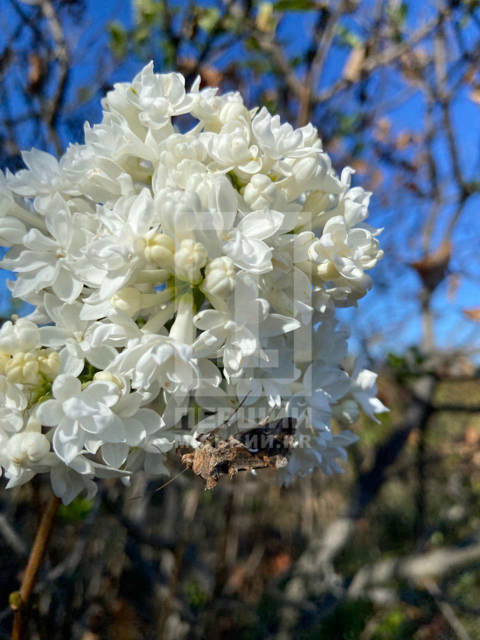 "Спутав пори року": у Кривому Розі в кінці вересня розквітнув бузок. Фото