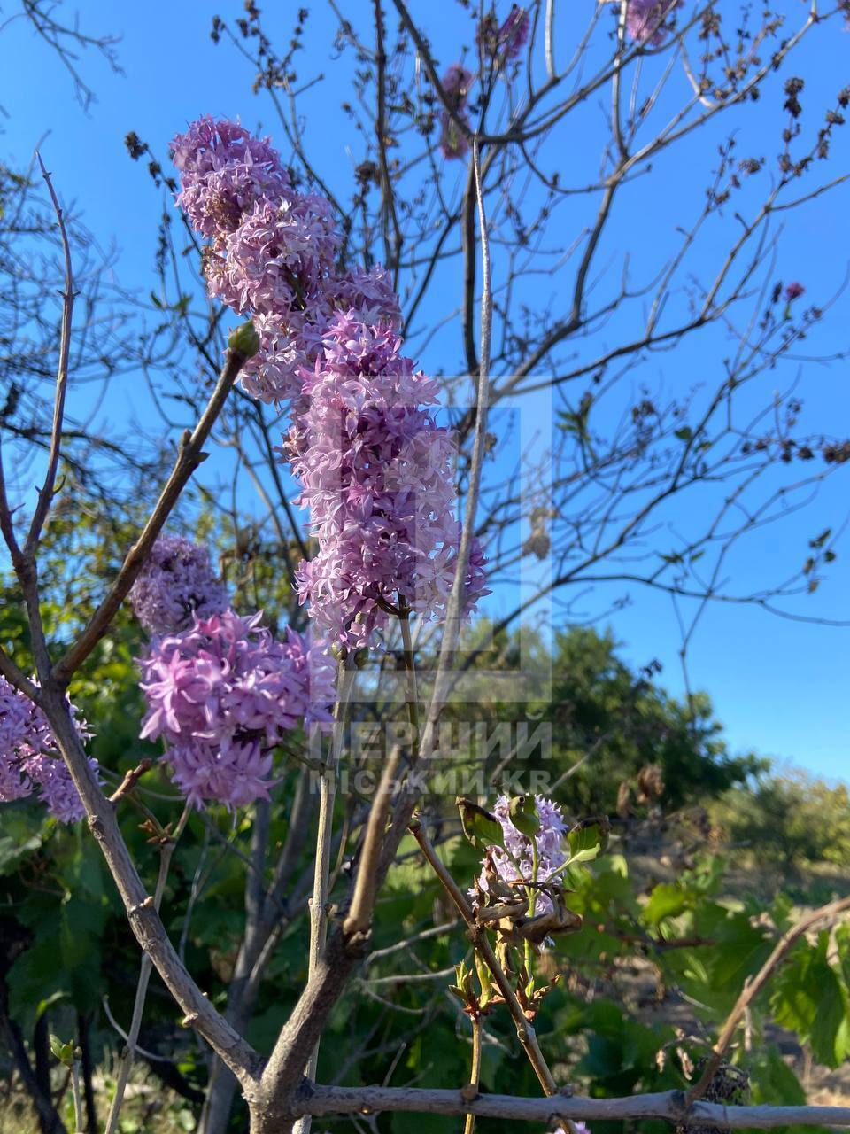 "Спутав пори року": у Кривому Розі в кінці вересня розквітнув бузок. Фото