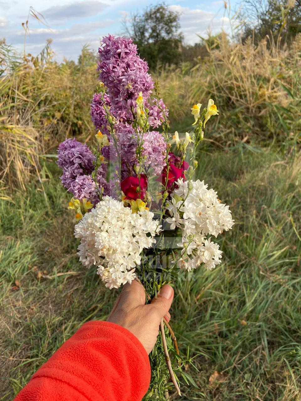 "Спутав пори року": у Кривому Розі в кінці вересня розквітнув бузок. Фото