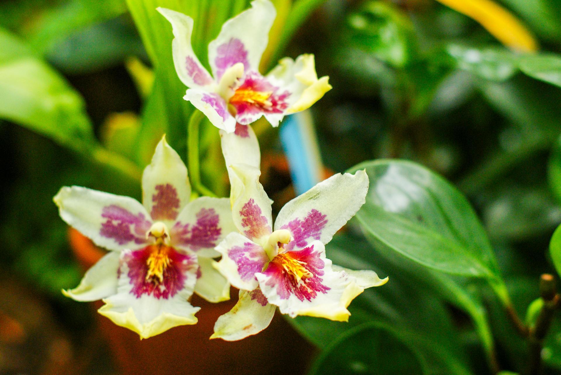 Чому в орхідеї жовтіє листя: названо поширені причини
