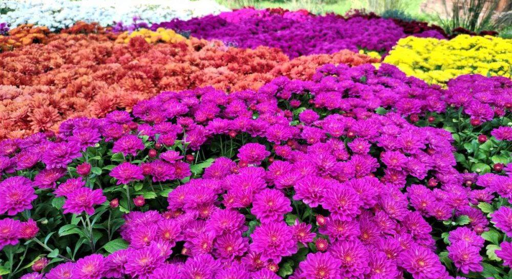 На "Спивочем" в Киеве стартует выставка хризантем "Зодиаки"