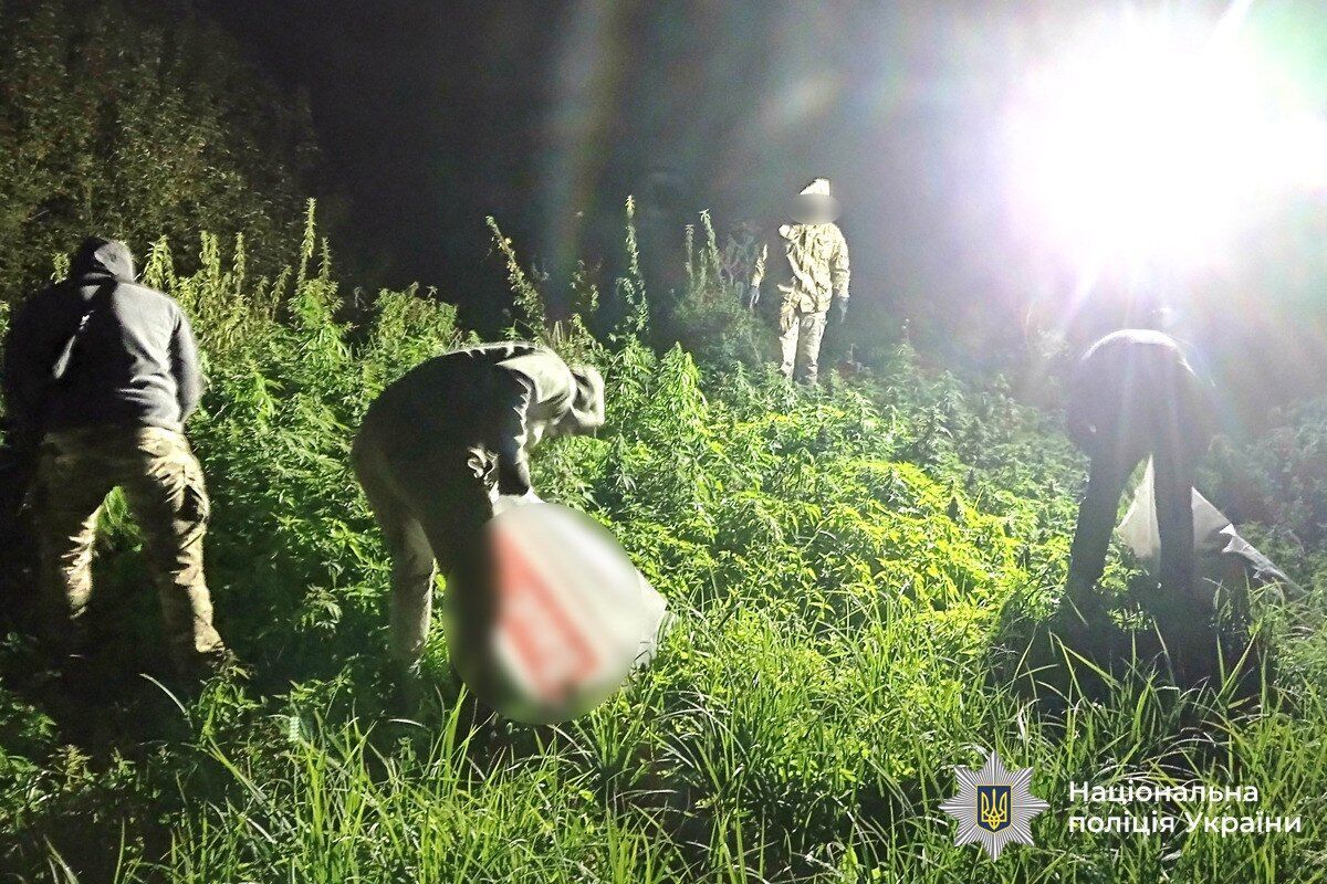 Вирощували понад 5,7 тис. кущів коноплі: у заповідній зоні на Вінниччині викрили підпільне виробництво наркотиків. Фото і відео