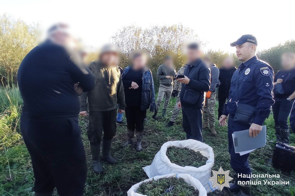 Вирощували понад 5,7 тис. кущів коноплі: у заповідній зоні на Вінниччині викрили підпільне виробництво наркотиків. Фото і відео