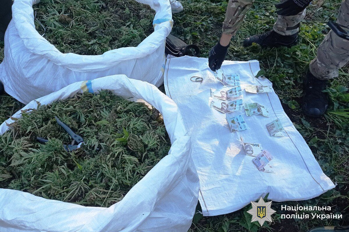 Вирощували понад 5,7 тис. кущів коноплі: у заповідній зоні на Вінниччині викрили підпільне виробництво наркотиків. Фото і відео